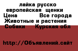 лайка русско-европейская (щенки) › Цена ­ 5 000 - Все города Животные и растения » Собаки   . Курская обл.
